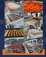 SK Haute Efficacité Moteur Racine Légumes Fruits Gingembre Chili Ail Oignon Bulle Machine À Laver Varech Champignon Nettoyage SUS 304