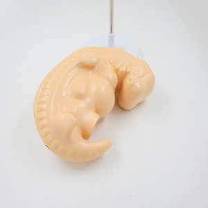 Modelo fetal, Cuerpo Humano anatómico, cuatro semanas de embarazo, embriologí<span class=keywords><strong>a</strong></span> de tejido embrionario, Ayuda de Entrenamiento Educativo médico - Product Image 4