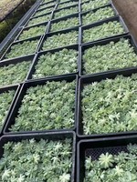 Utilisation de culture de semences hydroponiques en serre 1020 Plateau de pépinière de démarrage de semis durable