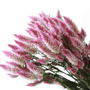Bouquet de fleurs de Celosia séchées naturelles, fleurs séchées préservées pour la décoration de table de mariage ou de maison de style bohème - Product Image 1