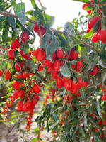 Natuurlijk China Goji Berry Wolf Berry Fruit Rood Goji Gedroogd Oem Pakket