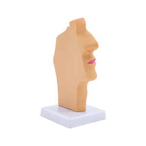 Modelo <span class=keywords><strong>de</strong></span> <span class=keywords><strong>garganta</strong></span> nasal Oral y Patología Nasal, modelo <span class=keywords><strong>de</strong></span> Anatomía <span class=keywords><strong>de</strong></span> <span class=keywords><strong>la</strong></span> cabeza, nasofaringe médica, faringe, boca, laringe y cavidad <span class=keywords><strong>de</strong></span> <span class=keywords><strong>la</strong></span> <span class=keywords><strong>garganta</strong></span> - Product Image 4