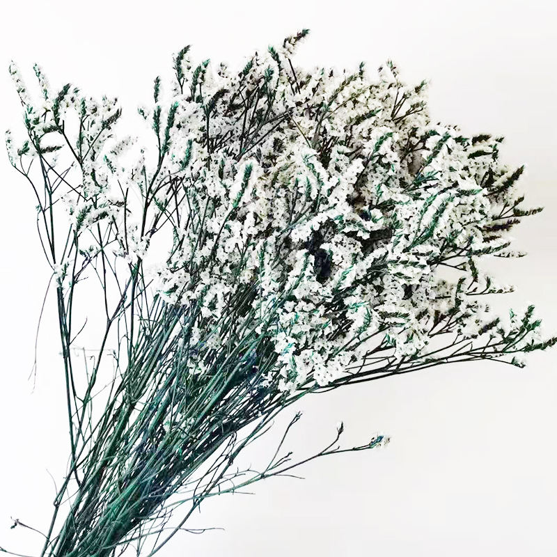 Preserved Limonium Caspia Dried Flower Natural Eternal Statice Grass ...