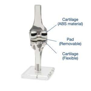 Kyrenmed Transparant Kunstmatig Kniegewricht Model Clear Knie Vervanging Model Knie Implantaat Model Flexibel Afneembaar - Product Image 3