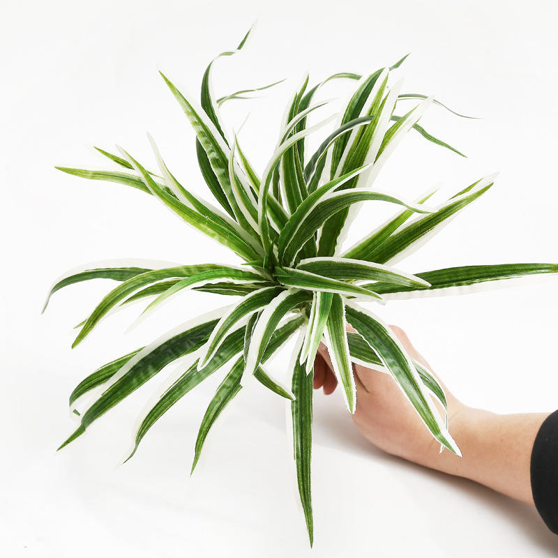 พืชแมงมุมสีขาว