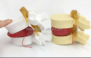 Modèle anatomique éducatif de colonne vertébrale lombaire en PVC pour la maladie des disques intervertébraux humains - Product Image 2