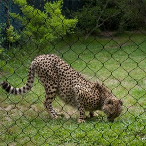 Buena Calidad Durabilidad Animal Exhibición Esgrima Para Exótico Parque Zoo Valla Protectora - Product Image 5