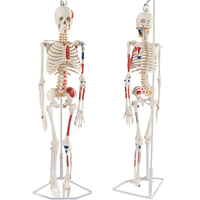 Squelette humain grandeur nature de 85 cm à 170 cm, squelette médical complet amovible avec modèle d'anatomie musculaire