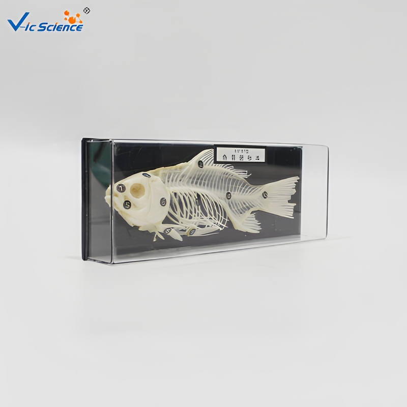 Transparent Resin Animal Bone Fish Skeleton
