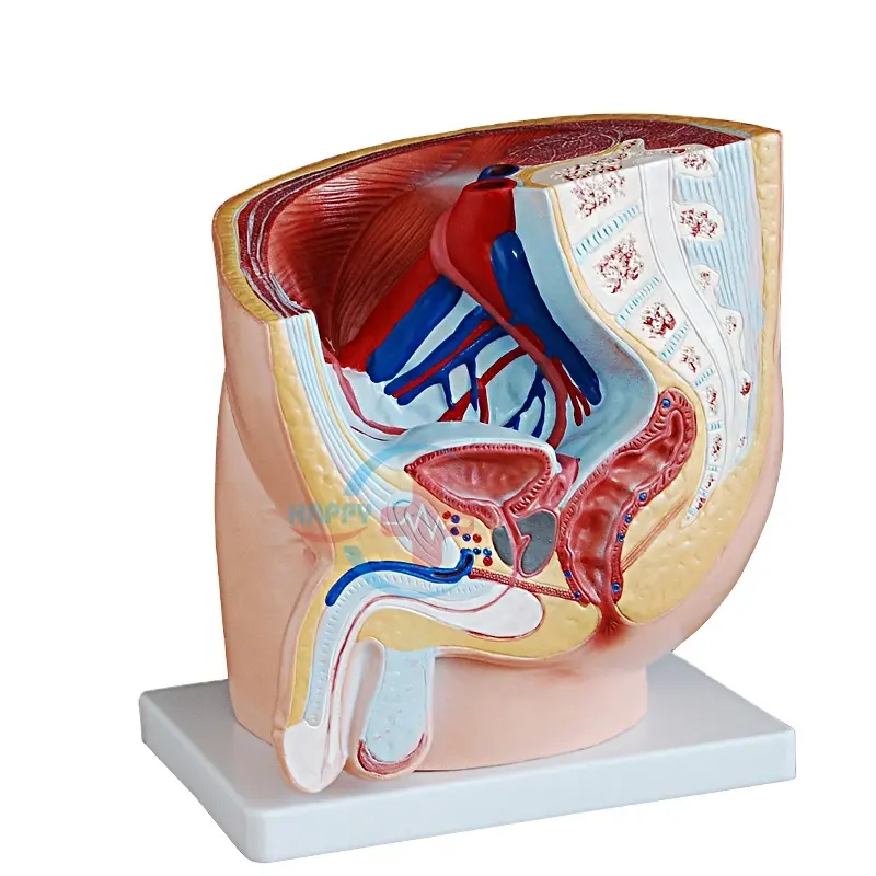 أرخص المستشفيات والمدارس استخدام الجهاز البولي نموذج الأعضاء البشرية العلوم الطبية الذكور الجانب التشريحي الحوض نموذج الجهاز