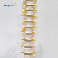Modelo de Columna Torácica de 12 Segmentos con Discos Intervertebrales y Nervios para Entrenamiento de Anatomía Médica, con Certificaciones CE/ISO/ROHS/CNAS