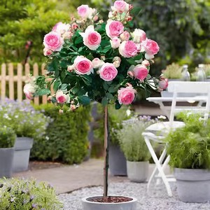PFT Arbre à <span class=keywords><strong>roses</strong></span> arborescent à grandes fleurs, type souche ancienne, souche haute, souche de rose, pour greffage de <span class=keywords><strong>roses</strong></span> - Product Image 3