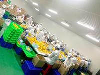 OEM/ODM Gesneden Vorm AD Droogproces Zoete Vietnamese Gedroogde Fruit & Groenten Zachtdroogde Mango Slices In Bulkverpakking