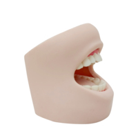 Le modèle de dents grandeur nature en PVC éducatif scientifique médical démontre la protection de nettoyage de cavité dentaire pour les soins de santé bucco-dentaire