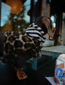 Veste de luxe pour chien à imprimé léopard pour chien et chat de taille XXS-XL. Veste française de Noël pour <span class=keywords><strong>teckel</strong></span> - Product Image 6