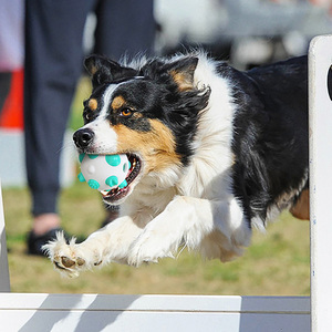 Jouet à mâcher pour chien de haute qualité, écologique, durable, pour chiot, bâton à mâcher pour nettoyer les dents, balle à mâcher pour animaux de compagnie - Product Image 5