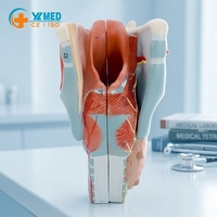 Modèle anatomique en PVC 2X agrandi, larynx, pharynx, thyroïde détaillés et géants pour la formation médicale, présentation, emballage en boîte en carbone, CE