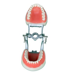 Modèle d'anatomie dentaire HDF, 32 dents, gencives souples en silicone médical, modèle pédagogique pour usage domestique - Product Image 4