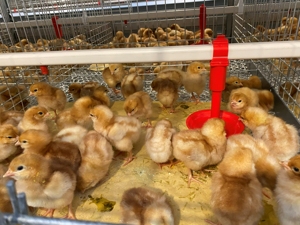 กรงเลี้ยงลูกไก่แบบ H ราคาประหยัดจากจีน ทนทาน สำหรับไก่เนื้อและไก่พ่อแม่พันธุ์ สภาพใหม่ ระบบอัตโนมัติ - Product Image 2