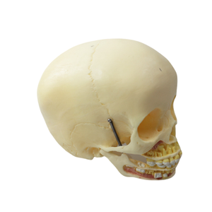 Modelo de cráneo infantil de PVC de <span class=keywords><strong>ciencia</strong></span> médica, modelo de esqueleto de plástico para entrenamiento pediátrico y estudio de anatomía en hospitales - Product Image 5
