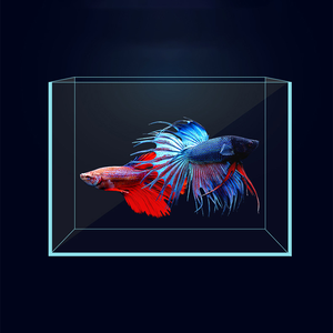 Meest Populaire Modieuze Acryl Aquarium Aquarium Geïmporteerd - Product Image 4