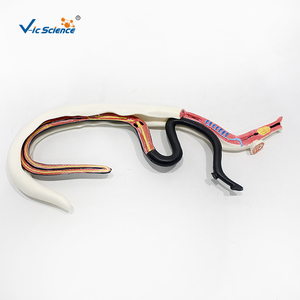 Modello Ingrandito di Schistosoma con Copula Maschile e Femminile Staccabile, Modello Anatomico del Parassita per l'Insegnamento della Parasitologia CE/ISO/ROHS/CNAS - Product Image 5