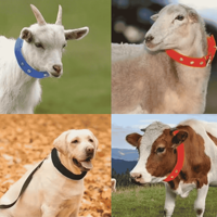 Kalung Leher Sapi dari Nilon Lembut dengan Baja Anti Karat, Dapat Disesuaikan, untuk Memantau Sapi, Kuda, dan Ternak, Penggunaan Sehari-hari di Peternakan