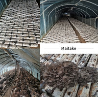 Complément alimentaire Extrait de champignon Maitake Grifola Frondosa Vitamine Bêta-glucane 35% Poudre soluble dans l'eau Certifié ISO Qualité alimentaire NATE