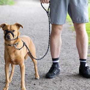 Bozal ligero antimordedura con correa Combo ajustable cuerda de entrenamiento para caminar antideslizante correa para perros y gatos accesorio para mascotas para perros - Product Image 4