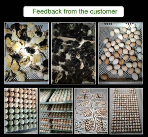 Nueva Incubadora de Huevos de Plástico Totalmente Automática de Tamaño Pequeño para 1056 Huevos de Ganso, Avestruz, Pato, Pavo, Codorniz, Pollo y Reptiles, con una Tasa de Incubación del 98% - Product Image 6