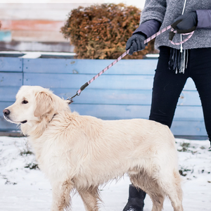 Laisse Réfléchissante Personnalisée pour Chien, Réglable, Robuste, pour Dressage, avec Poignée Rembourrée, Vente en Gros, Anti-Traction - Product Image 2