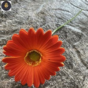 EV Nouveau Conçu Unique Riche Coloré PU Matériel Artificiel Afrique Daisy Fleurs <span class=keywords><strong>Gerbera</strong></span> <span class=keywords><strong>Jamesonii</strong></span> pour la Décoration de Mariage - Product Image 6