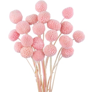 20 pièces de fleurs séchées Craspedia Billy Ball Buttons <span class=keywords><strong>rose</strong></span> foncé, bouquets floraux pour arrangements de mariage, maison, vase haut, style bohème, festival - Product Image 1