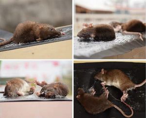 Ventas directas Recomendar Mouse Board Strong Big Rat Paste Mouse Rat Glue Trap Board - Product Image 6