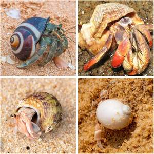 15PCS 소라게 껍질 자연 바다 소라 크기 1.6 "-3.2" 성장 터보 중소 및 대형 게에 대 한 - Product Image 5