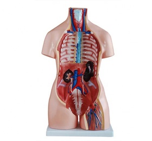 Modèle de torse humain bisexuel de 40 pièces pour la formation des étudiants en soins infirmiers et la démonstration en centre de formation médicale CE/ISO/ROHS/CNAS - Product Image 5
