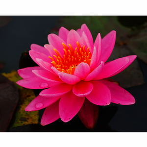 Nymphaea '<span class=keywords><strong>Mayla</strong></span>'-Une plante aquatique adaptée aux serres d'étang de jardin-<span class=keywords><strong>Mayla</strong></span> Water Lily - Product Image 6