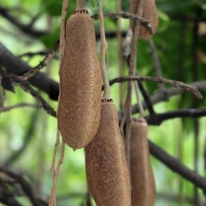 Poudre d'extrait de fruit de Kigelia Africana naturelle de haute qualité, extraite par solvant, qualité alimentaire, prix de gros, spécification pure, en fût - Product Image 3