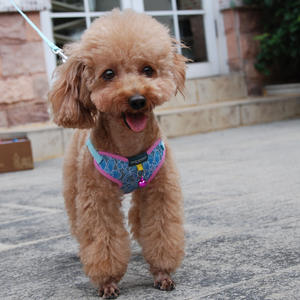 2022新しいスタイル快適な安いかわいいメッシュ調節可能な素敵なペットファンシードッグハーネスレース付き - Product Image 6