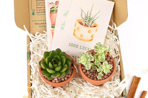 Kit di <span class=keywords><strong>piante</strong></span> <span class=keywords><strong>grasse</strong></span> e <span class=keywords><strong>cactus</strong></span> regalo kit per piantare al coperto - Product Image 3