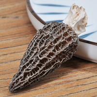Vente en gros de champignons Morilles frais, Mycélium de culture de Morchella, Graines de champignons Morilles