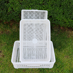 Caja rectangular de plástico con malla ventilada para transporte de pollitos de hongos, HDPE, moldeada por inyección de un solo uso. - Product Image 3
