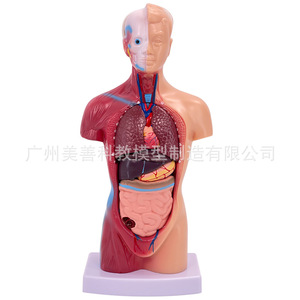 Modèle anatomique de torse humain de 28 cm x 45 cm x 85 cm avec organes détachables, modèle pédagogique médical du cœur et des organes internes. - Product Image 2