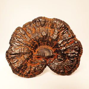 גנודרמה לוסידום ארינאקאוס קוריוס וריולוס בורסול פטריות - Product Image 1