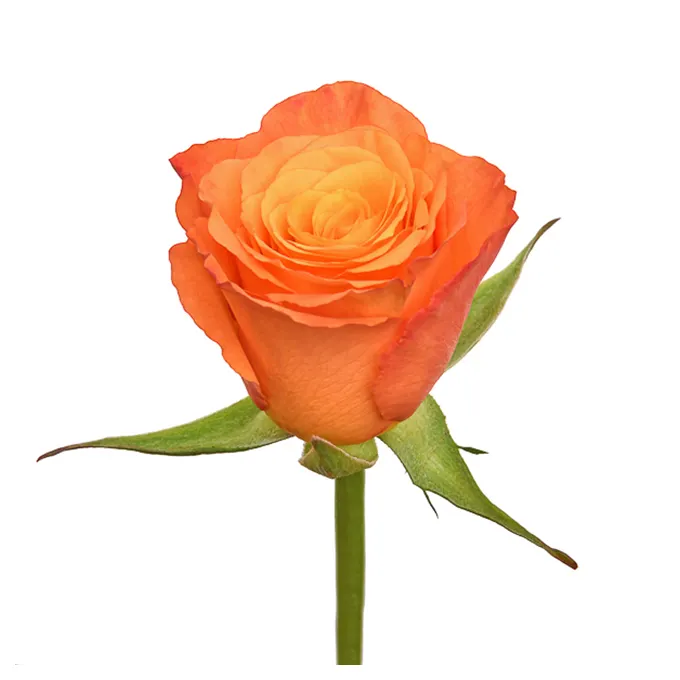 प्रीमियम केन्याई ताजा कट फूल गोपनीय नारंगी ग्रेडिएंट गुलाब बड़े सिर वाले 70 सेमी तना थोक खुदरा ताजा कट गुलाब