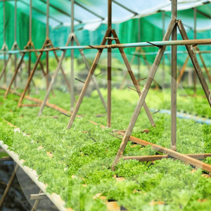 ฟิล์มโรงเรือนเชิงพาณิชย์สำหรับการผลิตผักและผลไม้ที่มีคุณสมบัติการกักเก็บความร้อนและความชื้นได้อย่างยอดเยี่ยม - Product Image 1