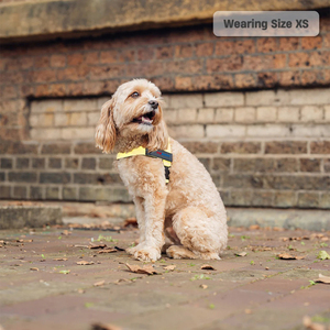 Tali rompi anjing kuning jala lembut, rompi nyaman bersirkulasi tali kekang hewan peliharaan untuk anjing kecil sedang - Product Image 4