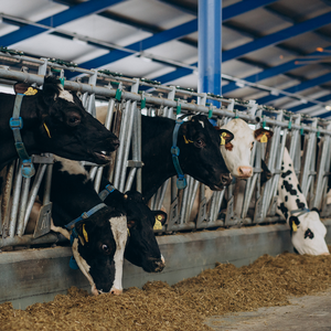 Glucose oxydase GOD, enzyme à haute activité, glucose oxydase - Product Image 4