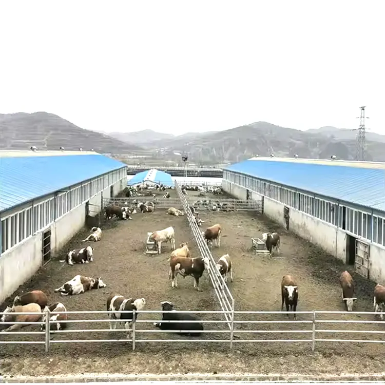 Ferme préfabriquée à structure en acier Hangar pour vaches laitières ferme préfabriquée à structure en acier