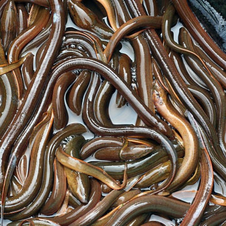 Philippines Where To Buy Live Eels Near Me Eel Fish For Sale